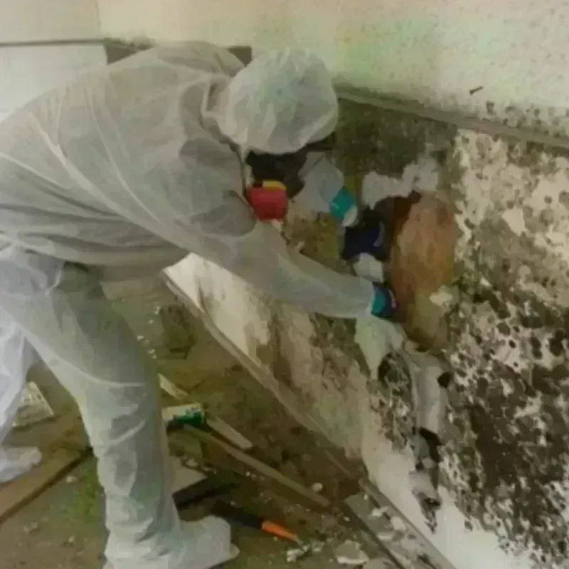 Mold Remediation and Removal in Karnes County, TX